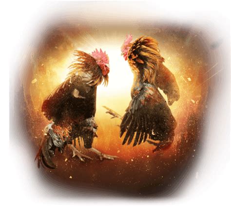 Jolibet Cockfighting: Bet on Live Sabong.